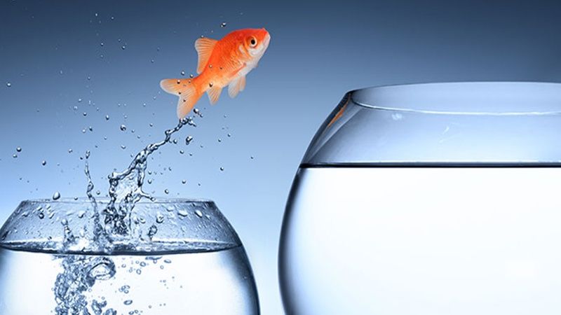 Goldfisch springt ins Wasserglas
